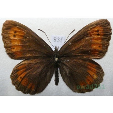 Erebia euryale (Esper, 1805) male Górówka euriala Czech83f